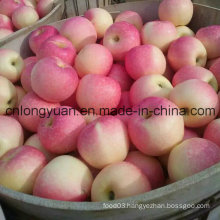 New Fresh Red Gala Apple (138/150/175/198#)